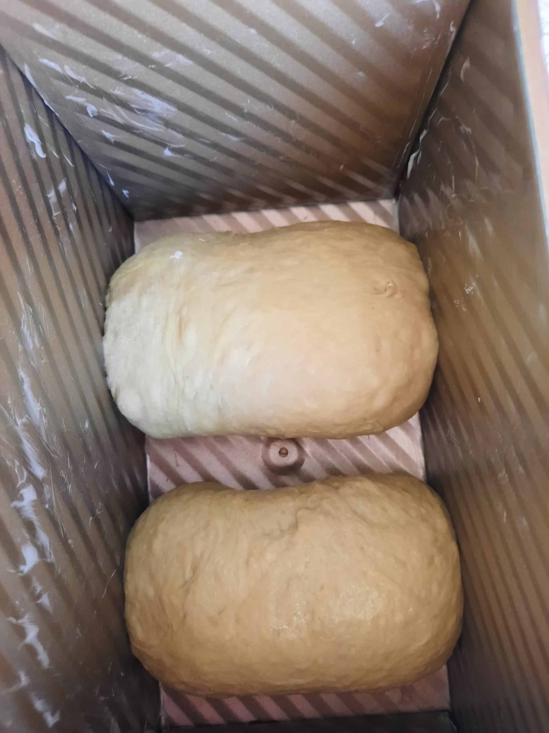 抹茶吐司麵糰整形完後放入吐司模Put the shaped matcha dough (2 per mold) into the mold, let the dough stand at room temperature for final fermentation.